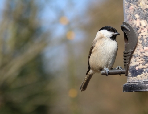 How can we look after our wildlife as the weather gets colder?